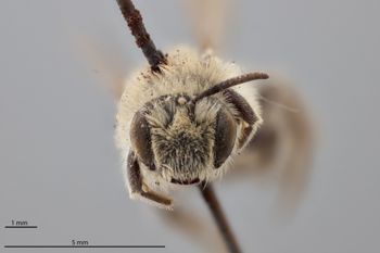 Media type: image;   Entomology 774170 Aspect: head frontal view